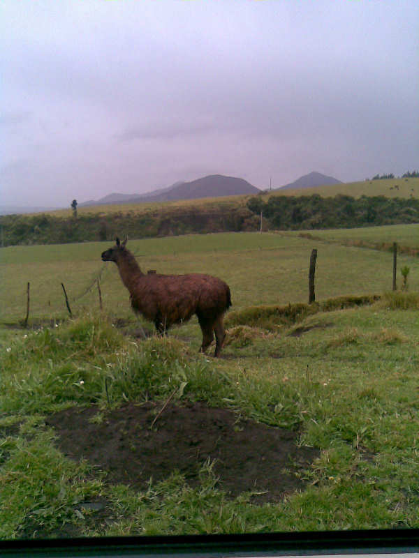 Ilinizas