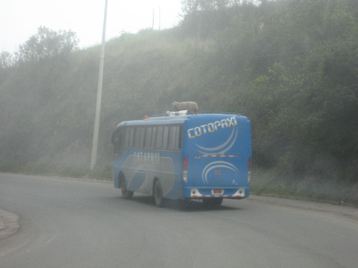 Schaf auf Bus