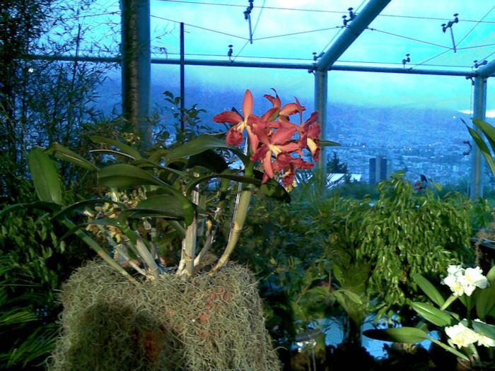 Orchideenschau